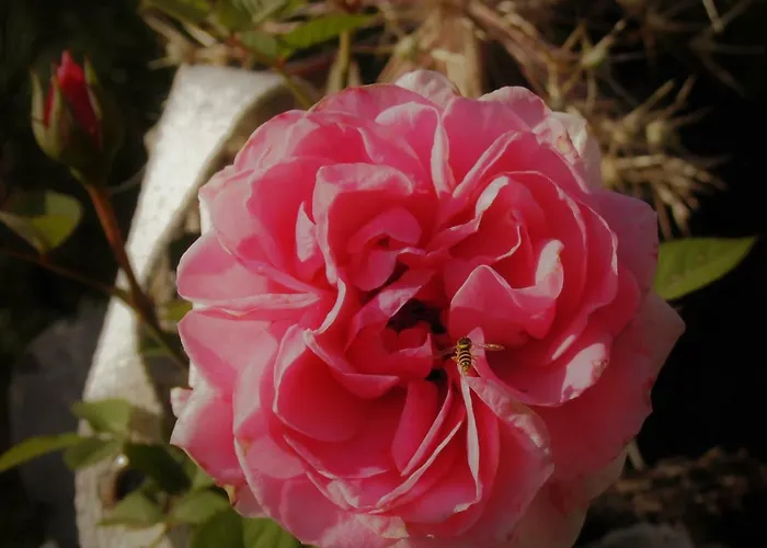 Ott * Auerbach (Vogtland)